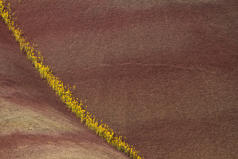 Flowers And Badlands